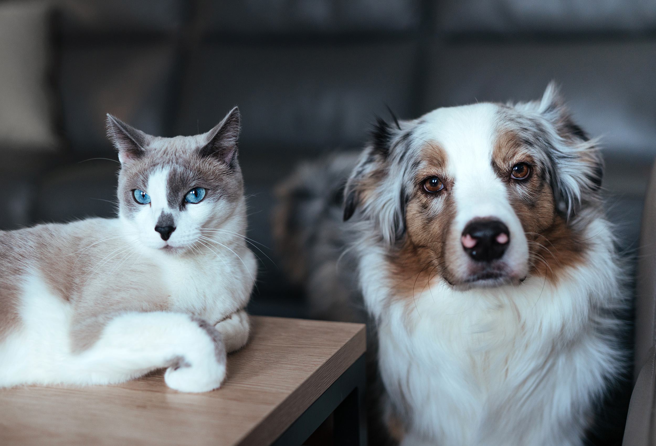Município de Amarante avança com Programa de Esterilização de cães e gatos