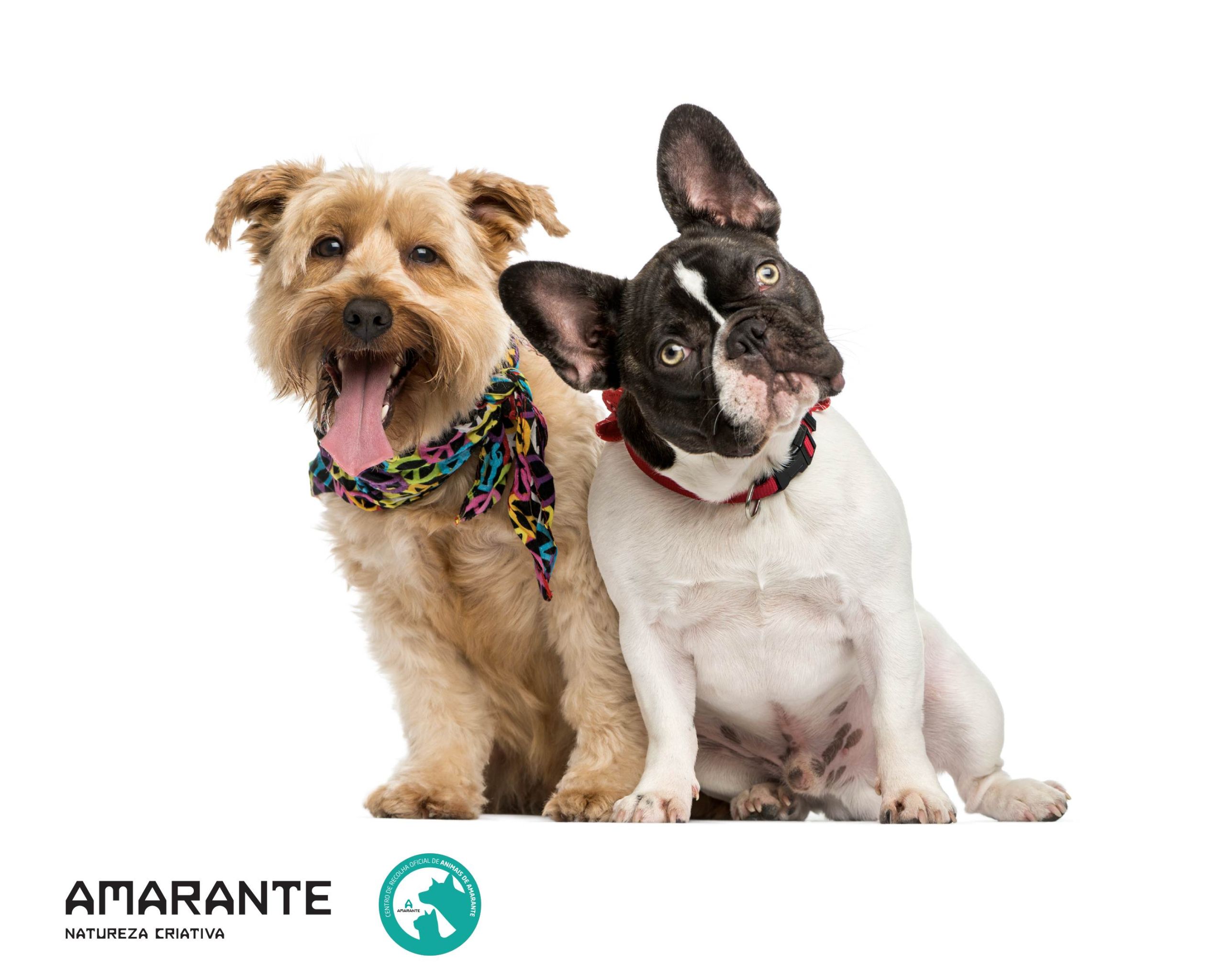 Campanha de Vacinação Antirrábica e Identificação Eletrónica de cães de 12 de maio a 6 de junho